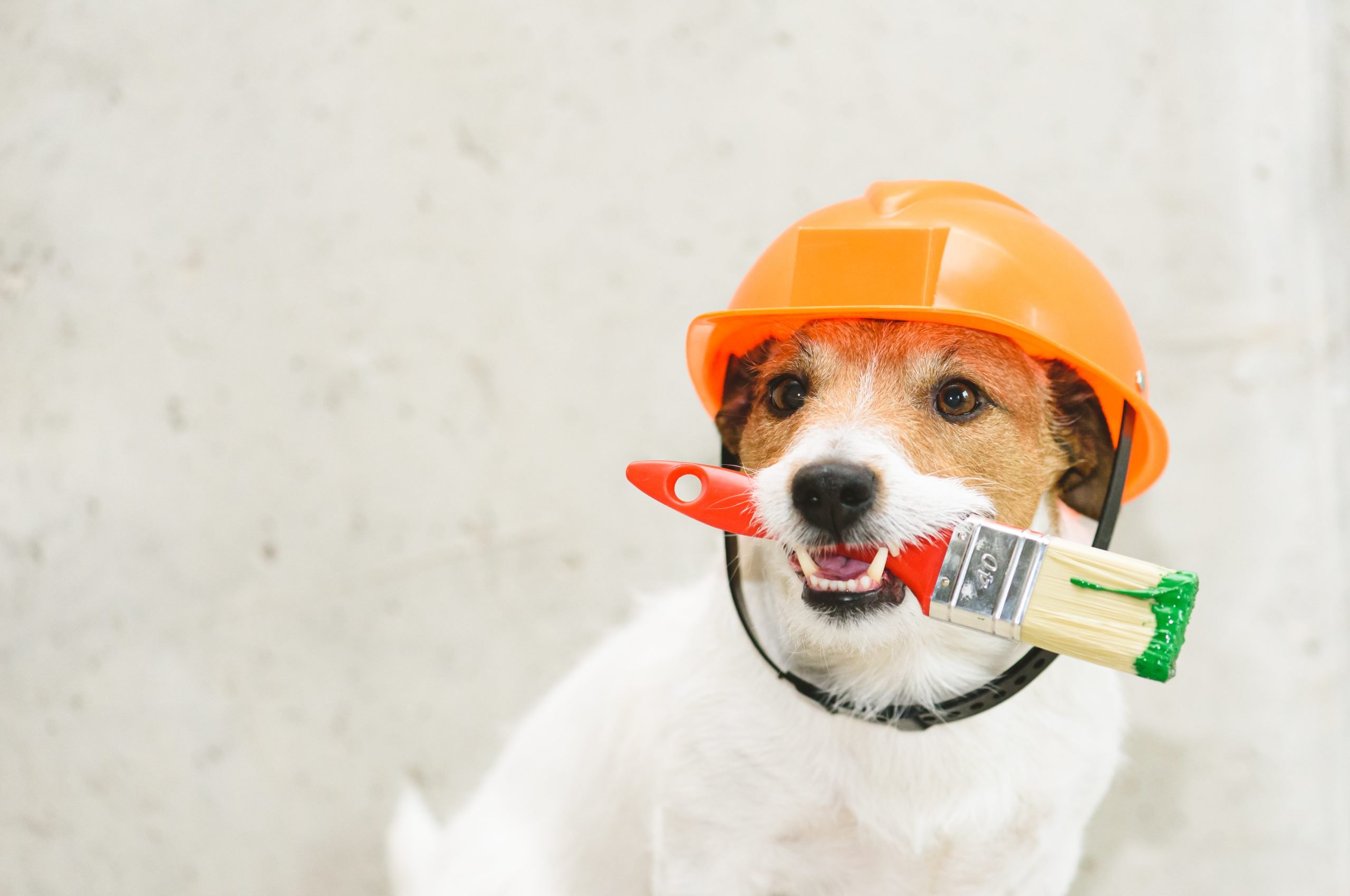 Dog,As,Funny,House,Painter,With,Paintbrush,Against,Concrete,Wall dog in hardhat.jpg